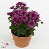 Chrysanthemum Gardenmum Purple