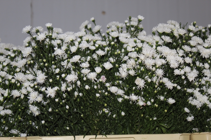 <h4>ASTER MARIANA 070 CM</h4>