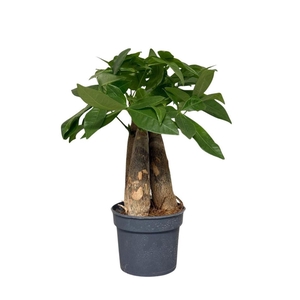 Pachira aquatica
