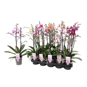 Phal. Multiflora 2-tak mix 30+ bloem 5 kleuren