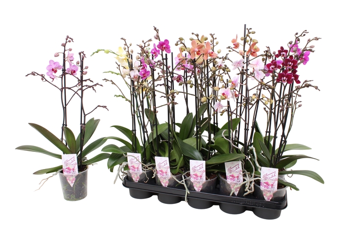 <h4>Phal. Multiflora 2-tak mix 30+ bloem 5 kleuren</h4>