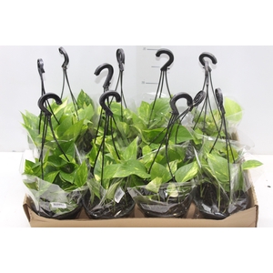 JIBOIA VERDE C13 PENDENTE