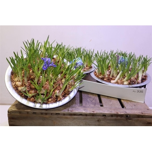 arr8 Bolbloemen Gem In Zinken Schaal