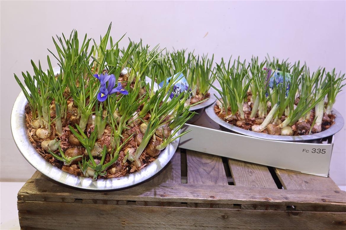 <h4>arr8 Bolbloemen Gem In Zinken Schaal</h4>