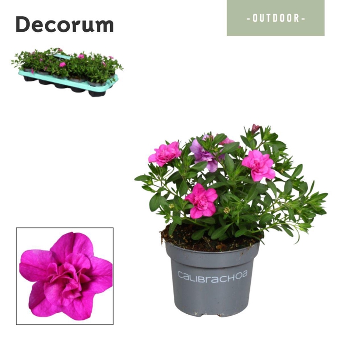 <h4>Calibrachoa - 10,5 cm - Double Pink - Decorum</h4>