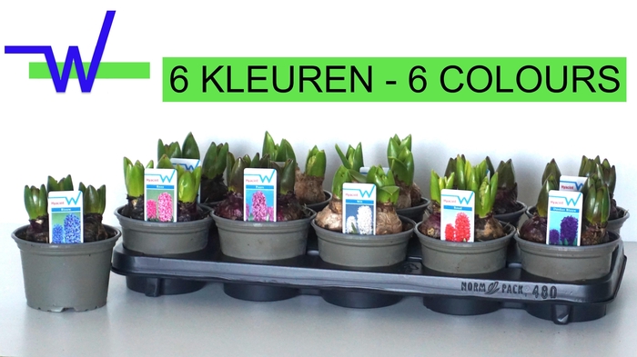 <h4>HYACIN GEM 6 KL</h4>