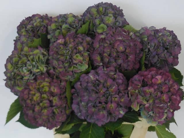 <h4>HYDR M ELBTAL CL</h4>