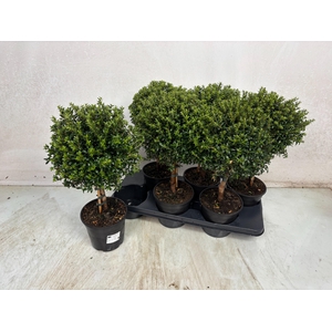 MYRTUS COM