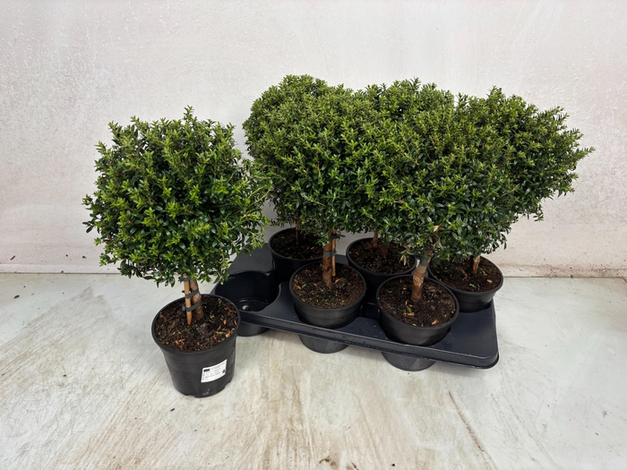 <h4>MYRTUS COM</h4>