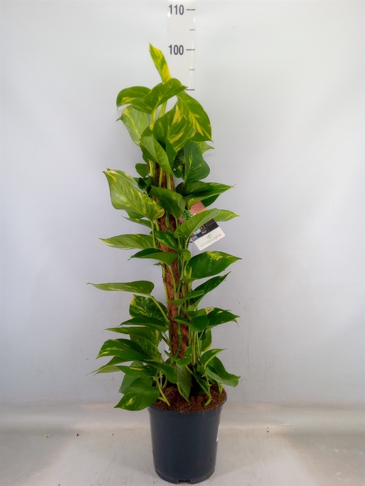 <h4>Epipremnum pinn.   ...moss stick</h4>
