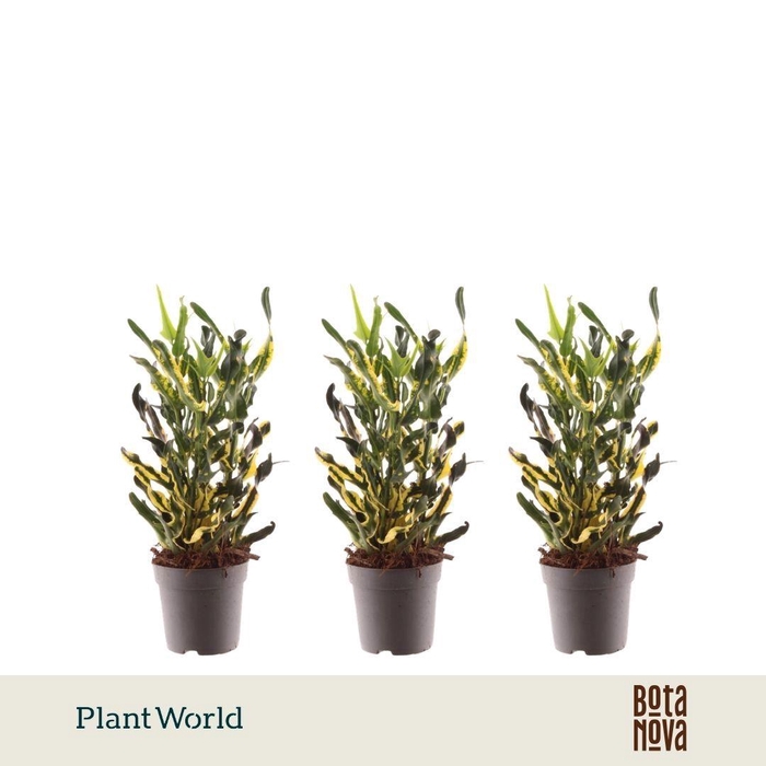 <h4>Croton Pictum kopstek 7 cm</h4>