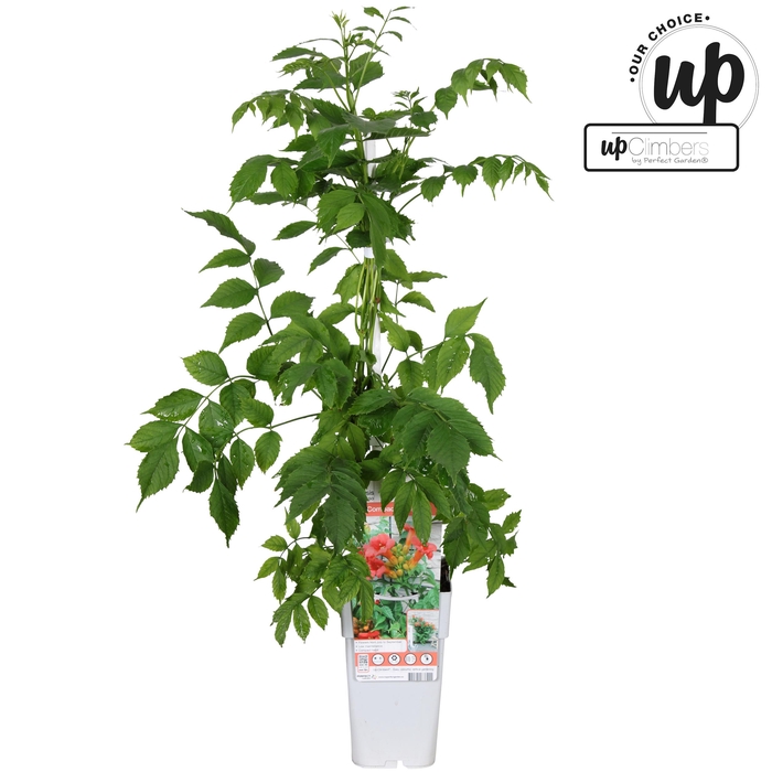 <h4>Campsis tagliabuana 'Solo Rosso' P15</h4>