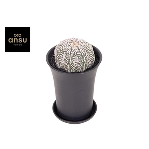 Astrophytum Asterias Super Kabuto XL