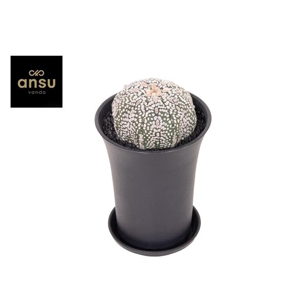 Astrophytum Asterias Super Kabuto XL