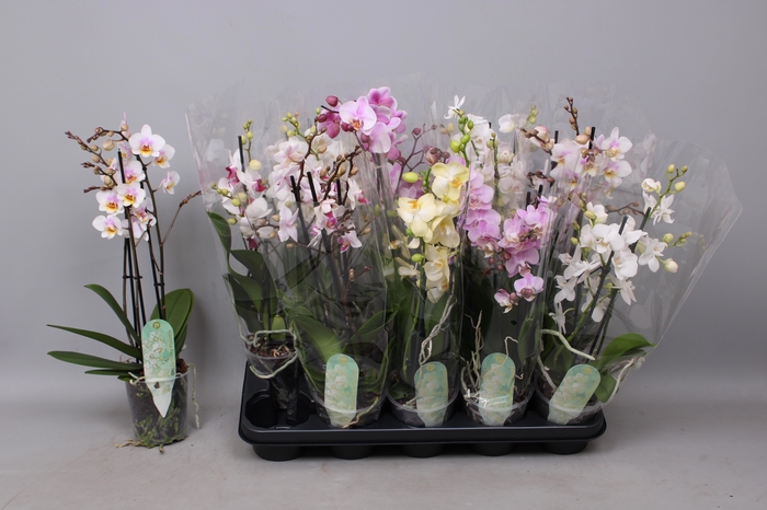 <h4>PHAL MF GEM 5 KL</h4>