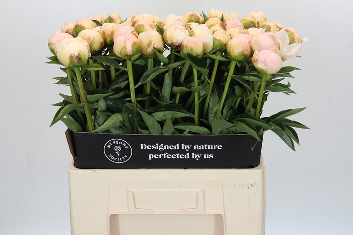 Paeonia In Full Sail
