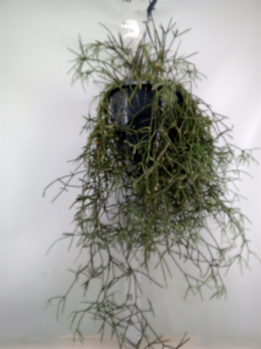 <h4>Rhipsalis pilocarpa</h4>