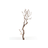 Syringa Branch Extra Hansoul