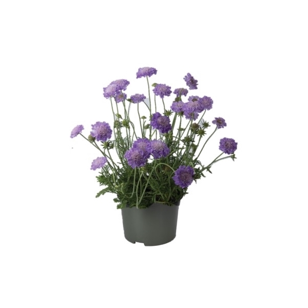 <h4>Scabiosa Columbaria</h4>