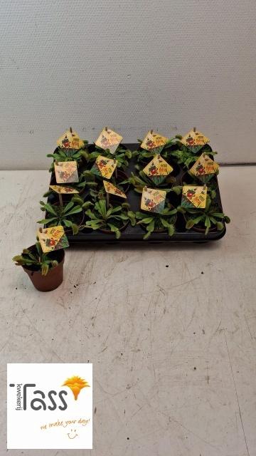 <h4>DIONAEA MUSCIPULA</h4>
