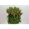 Fritillaria Imperialis Orange Sweet