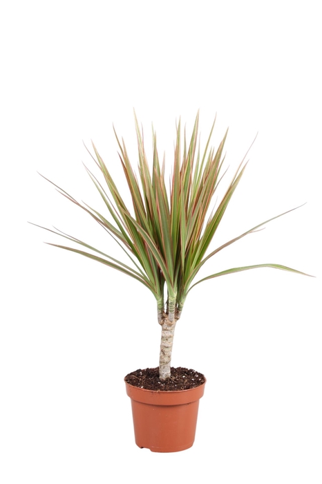 <h4>Dracaena marg. 'Bicolor'</h4>