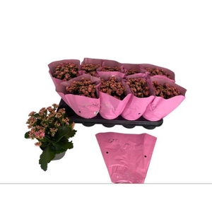 KALAN CALAN ROSA PERFECTA P12