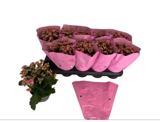 <h4>KALAN CALAN ROSA PERFECTA P12</h4>