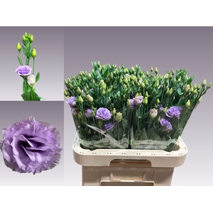 EUS G ROSI LAVENDER