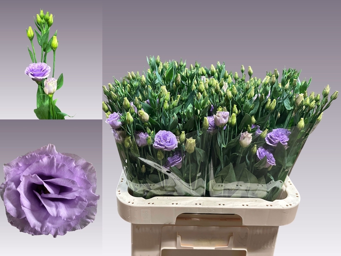 <h4>EUS G ROSI LAVENDER</h4>