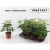 Schef Ar Nora
