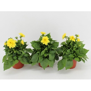 Dahlia Dahlietta geel Margaret, beperkt leverbaar