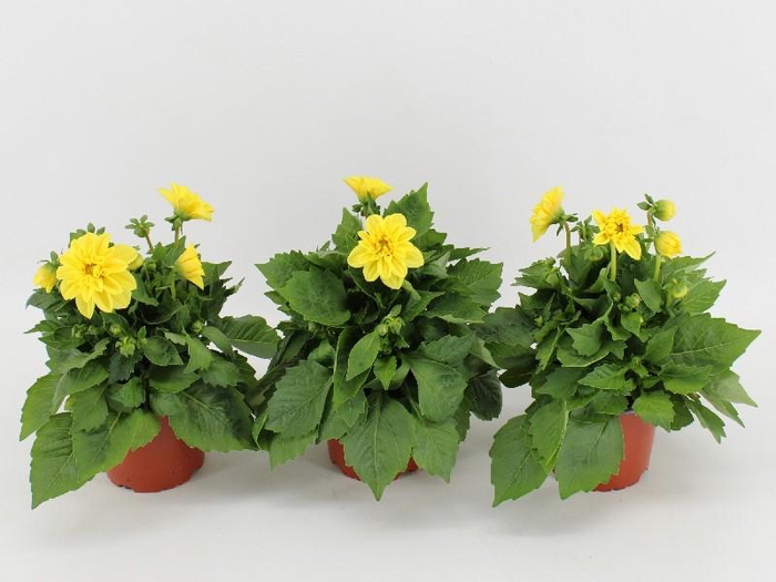 <h4>Dahlia Dahlietta geel Margaret, beperkt leverbaar</h4>