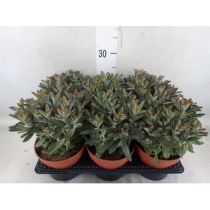Kalanchoe NF   ...