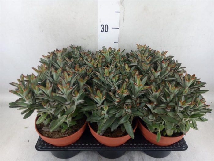 <h4>Kalanchoe NF   ...</h4>