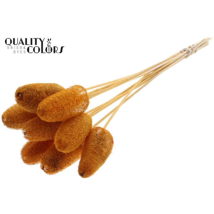 <h4>Luffa Mini on stem Apricot</h4>