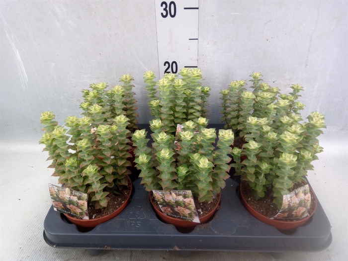 Crassula perforata