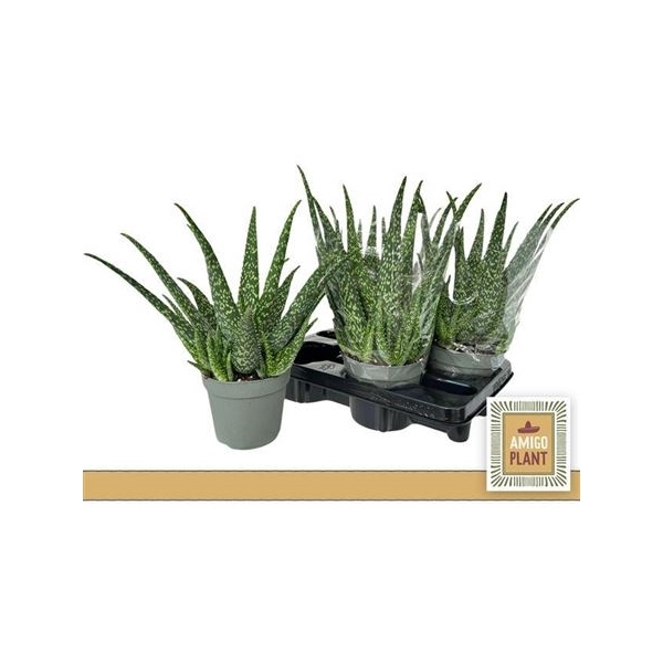 <h4>Aloe Vera</h4>