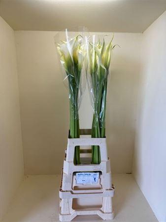 <h4>Zant Ae Innocence</h4>