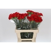 Dianthus St Arona