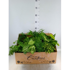 Planten Groen   ...mix 12