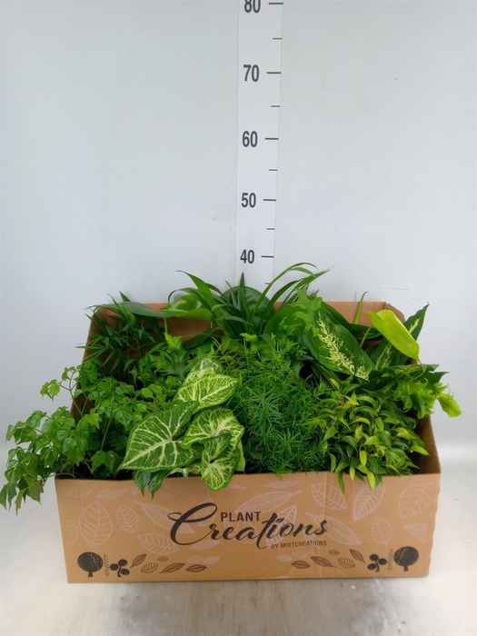 <h4>Planten Groen ...mix 12</h4>