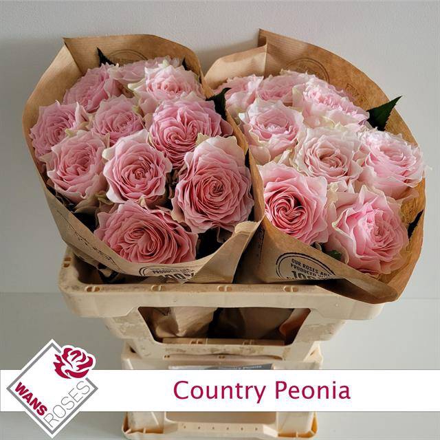 Rosa Garden Country Peonia