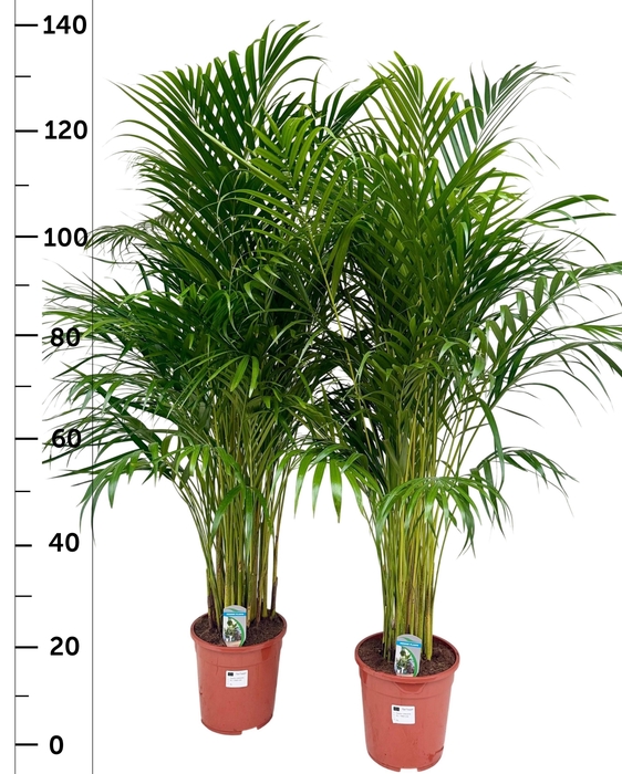 <h4>DYPSIS LUTESCENS</h4>