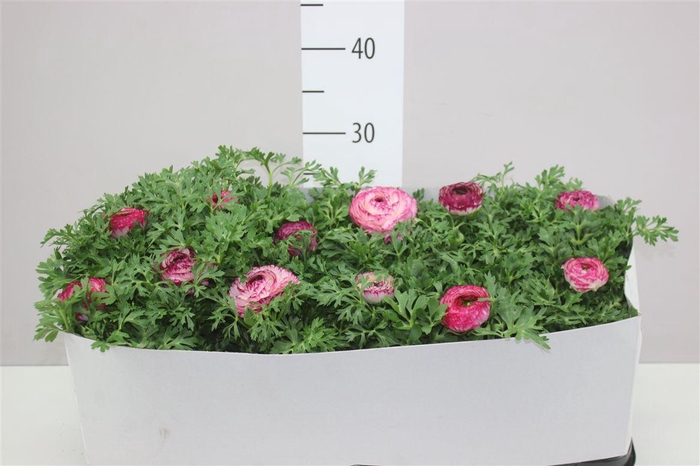 <h4>Ranunculus Sprink Violet Bicolor</h4>