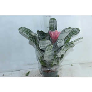 AECHMEA FASCIATA P17