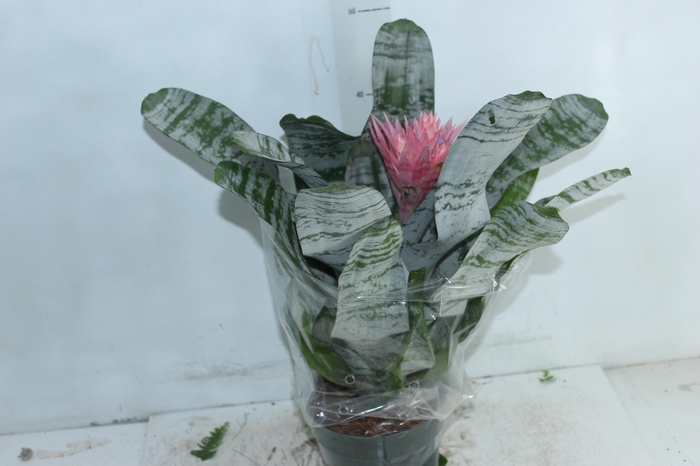 AECHMEA FASCIATA P17