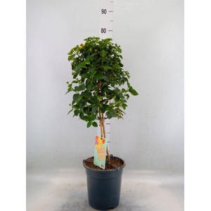 Lantana camara   ...