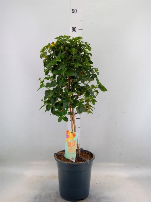 <h4>Lantana camara   ...</h4>