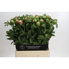 Paeonia coral sunset XXL